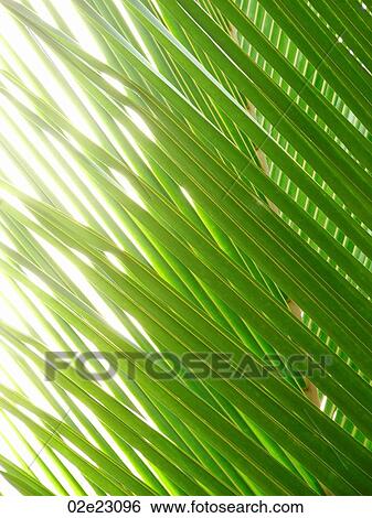 Caribbean sun shining through palm leaves. View Large Photo Image Stock Photograph - Caribbean sun shining through palm leaves.. Fotosearch