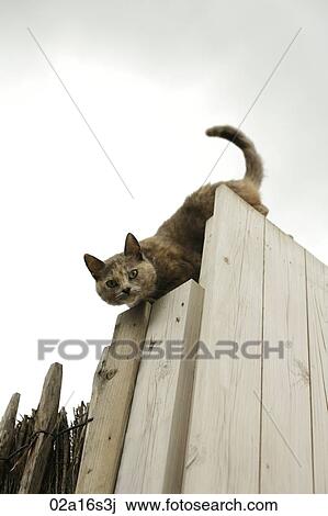 Stock Image - Cat Looking Down. Fotosearch