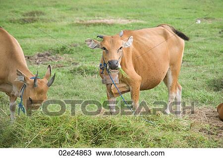 Cattle grazing in Bali View Large Photo Image Stock Image - Cattle grazing in Bali. Fotosearch
