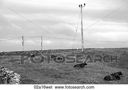Cattle in field on Aran Islands, Inish Mor, County Galway, Ireland View Large Photo Image Stock Photograph - Cattle in field on Aran Islands, Inish Mor, County Galway, Ireland. Fotosearch