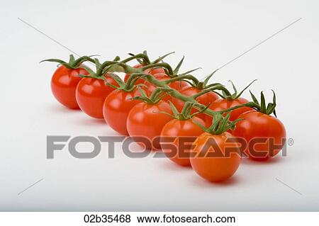 Cherry Vine Tomatoes View Large Photo Image Stock Photo - Cherry Vine Tomatoes. Fotosearch