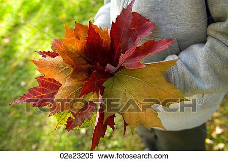 Child with bouquet of fall maple leaves. View Large Photo Image Stock Photography - Child with bouquet of fall maple leaves.. Fotosearch