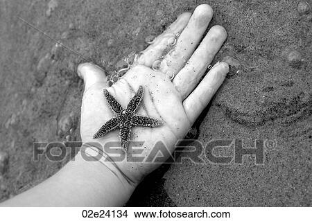 Child's hand discovering starfish. View Large Photo Image Picture - Child's hand discovering starfish.. Fotosearch