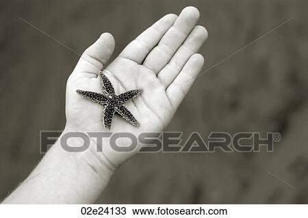 Child's hand sharing a starfish. View Large Photo Image Stock Image - Child's hand sharing a starfish.. Fotosearch