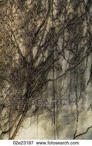 Climbing vine of side of building, metaphor for web network. View Large Photo Image Stock Photo - Climbing vine of side of building, metaphor for web network.. Fotosearch