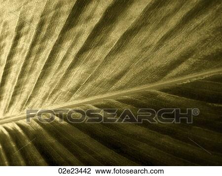 Close-up detail of golden leaf. View Large Photo Image Stock Image - Close-up detail of golden leaf.. Fotosearch