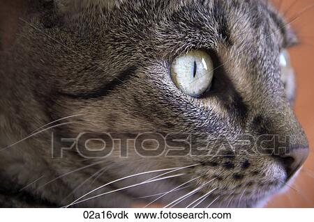 Stock Image - Close up of a cat's head. Fotosearch