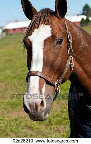 Close-up of a horse in the Hamptons View Large Photo Image Stock Image - Close-up of a horse in the Hamptons. Fotosearch