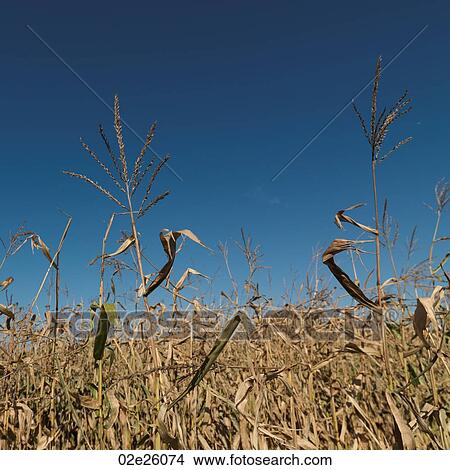 Picture - Close up of corn field in the Hamptons. Fotosearch