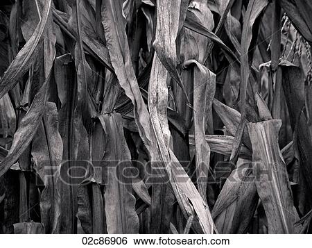 Stock Photograph - Close-up of dead and drying corn leaves.. Fotosearch