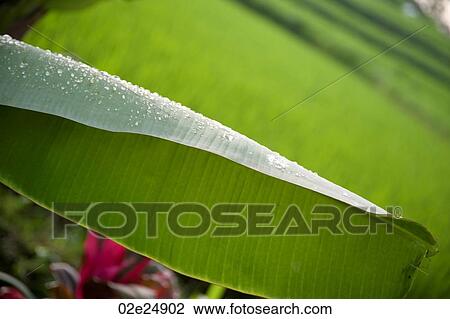 Close up of dew on a leaf in Bali View Large Photo Image Stock Image - Close up of dew on a leaf in Bali. Fotosearch