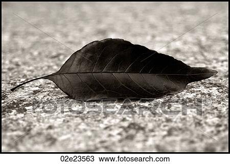 Close-up of fallen leaf. View Large Photo Image Stock Image - Close-up of fallen leaf.. Fotosearch