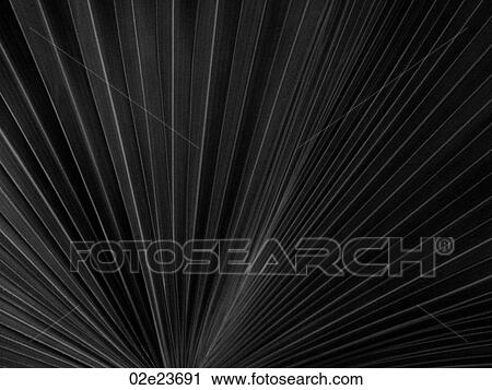 Stock Image - Close-up of fanning palm leaf.. Fotosearch