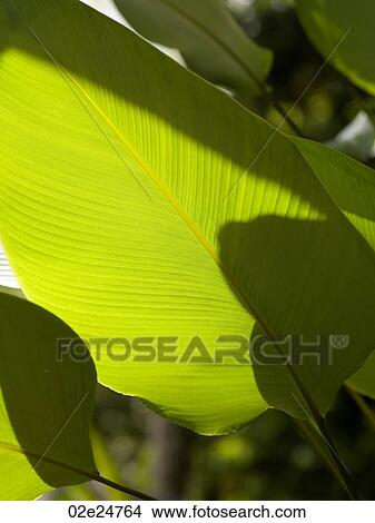 Close up of foliage in Bali View Large Photo Image Picture - Close up of foliage in Bali. Fotosearch