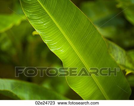 Stock Image - Close up of foliage in Bali. Fotosearch