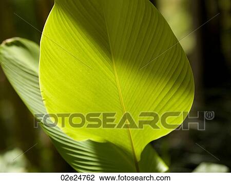 Close up of foliage in Bali View Large Photo Image Stock Image - Close up of foliage in Bali. Fotosearch