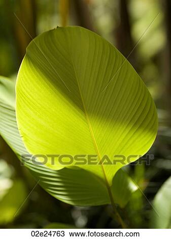 Close up of foliage in Bali View Large Photo Image Stock Image - Close up of foliage in Bali. Fotosearch