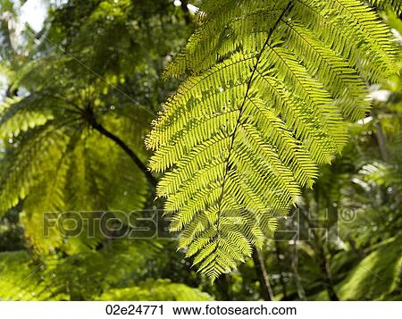 Close up of foliage in Bali View Large Photo Image Stock Image - Close up of foliage in Bali. Fotosearch