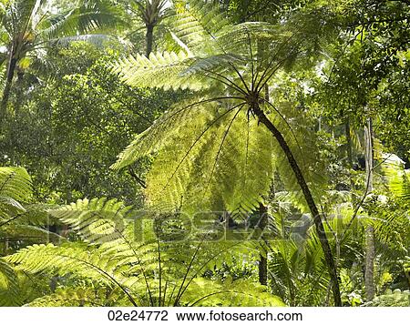 Stock Image - Close up of foliage in Bali. Fotosearch