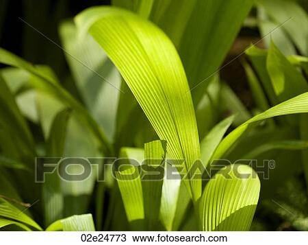 Close up of foliage in Bali View Large Photo Image Stock Image - Close up of foliage in Bali. Fotosearch