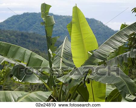 Close up of foliage in Bali View Large Photo Image Stock Image - Close up of foliage in Bali. Fotosearch