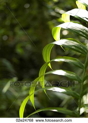 Close up of foliage in Bali View Large Photo Image Stock Photo - Close up of foliage in Bali. Fotosearch