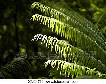 Stock Photo - Close up of foliage in Bali. Fotosearch