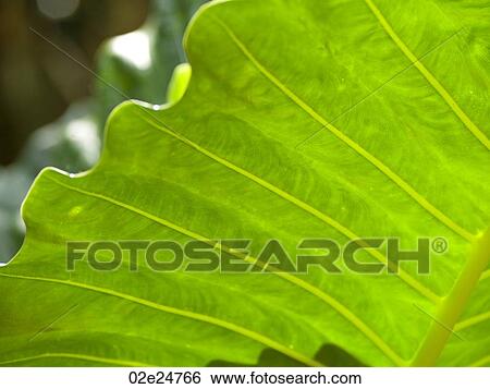 Stock Photograph - Close up of foliage in Bali. Fotosearch