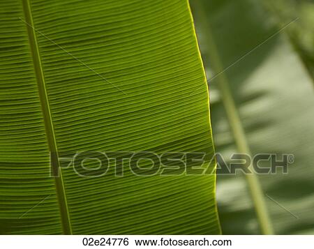 Close up of foliage in Bali View Large Photo Image Stock Photograph - Close up of foliage in Bali. Fotosearch