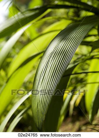 Stock Photography - Close up of foliage in Bali. Fotosearch