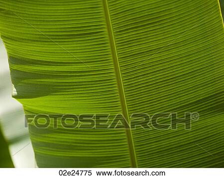 Close up of foliage in Bali View Large Photo Image Stock Photography - Close up of foliage in Bali. Fotosearch
