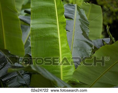 Stock Image - Close up of foliage. Fotosearch