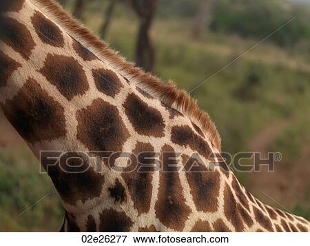Close up of Giraffe's neck in Kenya Africa View Large Photo Image Stock Photo - Close up of Giraffe's neck in Kenya Africa. Fotosearch