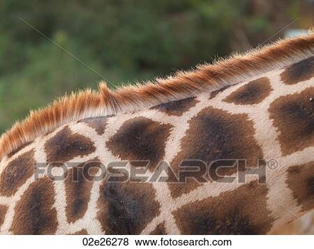 Stock Photo - Close up of Giraffe's neck in Kenya Africa. Fotosearch