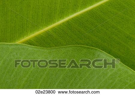 Stock Image - Close up of green leaf.. Fotosearch