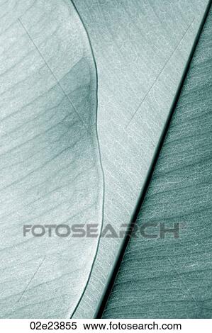 Stock Photography - Close-up of layered leaves.. Fotosearch