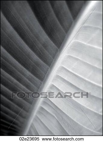 Stock Photography - Close-up of leaf detail.. Fotosearch