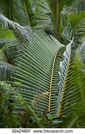 Stock Photo - Close up of leaf foliage in Bali. Fotosearch