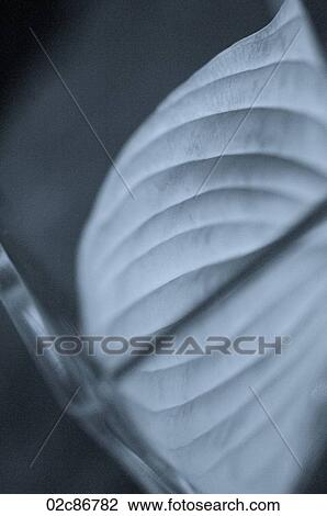Stock Image - Close-up of leaf in vase.. Fotosearch