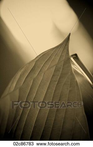 Stock Image - Close-up of leaf in vase.. Fotosearch