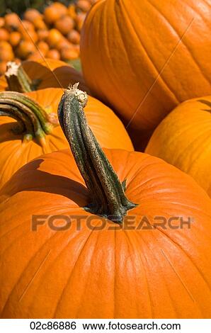 Stock Photograph - Close-up of orange autumn pumpkin.. Fotosearch