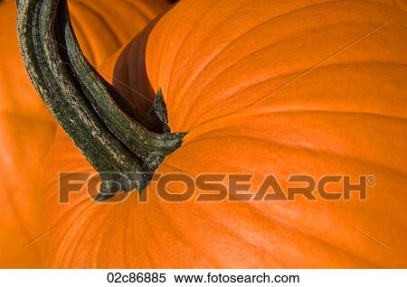 Stock Photography - Close-up of orange autumn pumpkin.. Fotosearch