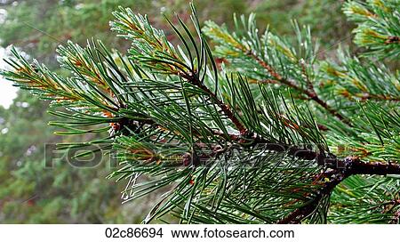 Picture - Close-up of pine tree branch.. Fotosearch