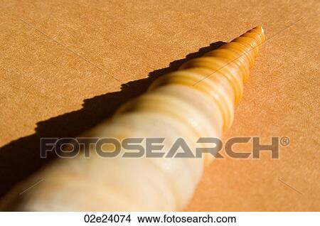 Picture - Close-up of pointy seashell.. Fotosearch
