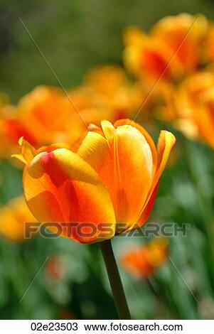 Close-up of red and yellow tulip in field of tulips. View Large Photo Image Stock Image - Close-up of red and yellow tulip in field of tulips.. Fotosearch