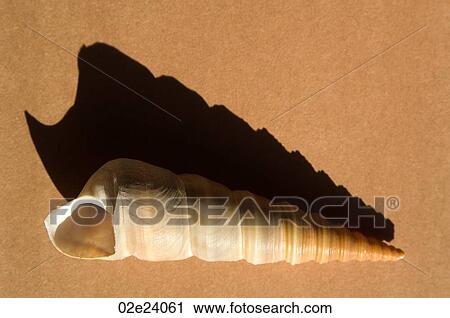 Stock Image - Close-up of shell with ascending shadow.. Fotosearch