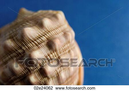 Close-up of textured seashell. View Large Photo Image Stock Image - Close-up of textured seashell.. Fotosearch