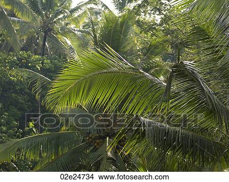 Picture - Close up of vegetation in Bali. Fotosearch