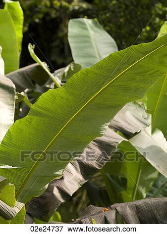 Stock Photo - Close up of vegetation in Bali. Fotosearch