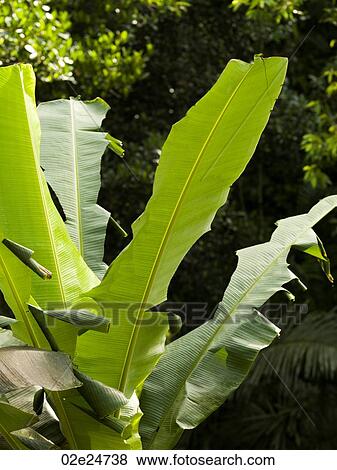 Close up of vegetation in Bali View Large Photo Image Stock Photo - Close up of vegetation in Bali. Fotosearch